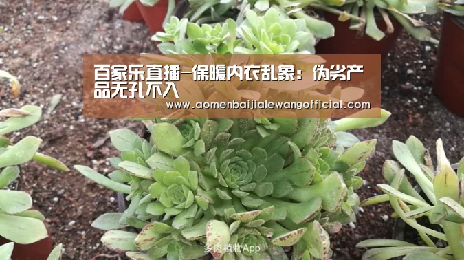 百家乐直播-保暖内衣乱象:伪劣产品无孔不入(图1) 百家乐