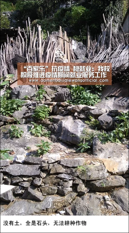 “百家乐”抗疫情 稳就业:我校积极推进疫情期间就业服务工作(图4) 百家乐官网
